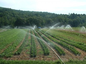 irrigation-newfane3